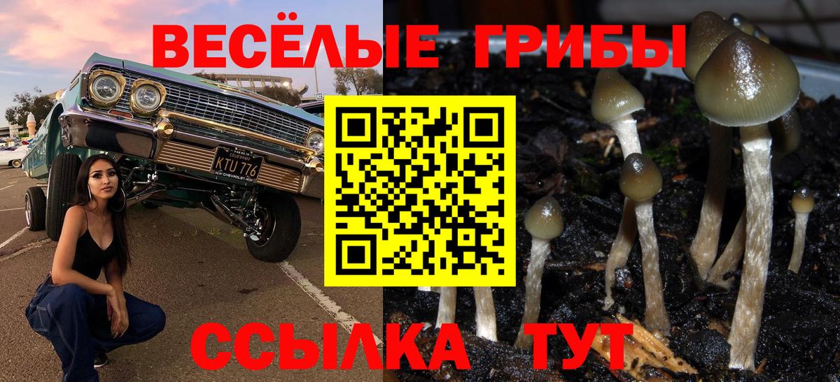 Псилоцибиновые грибы мицелий Котлас
